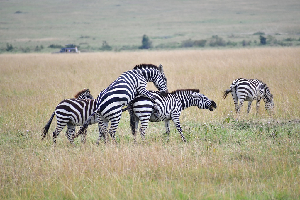 Masai Mara Nat. Reserve